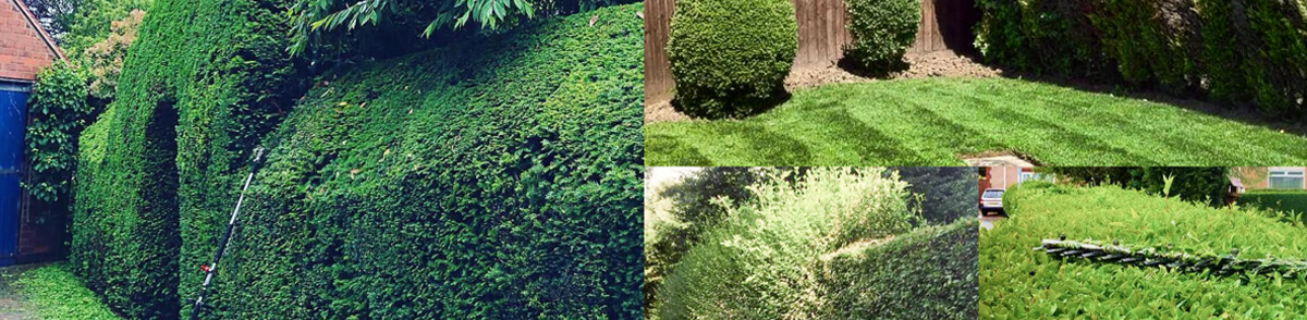 hedge-trimming-tree-thornton